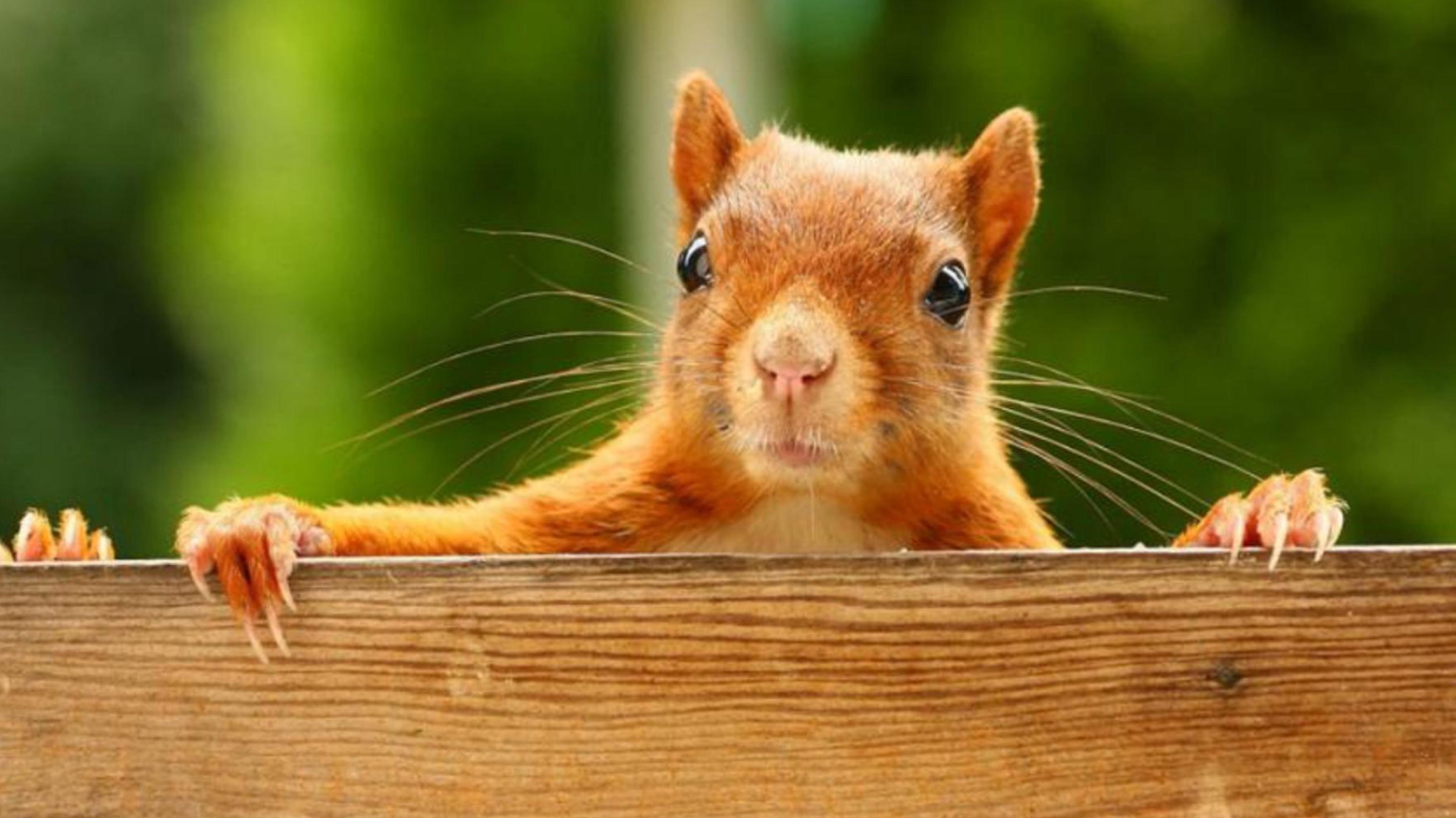 Curious Squirrel wallpaper 1920x1080