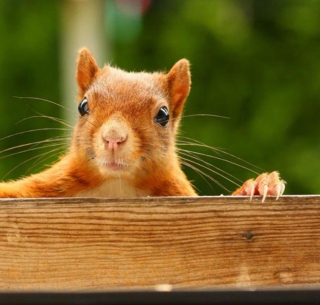 Curious Squirrel sfondi gratuiti per iPad