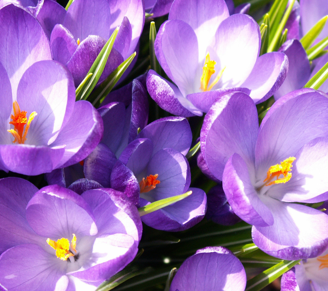 Fondo de pantalla Crocuses 1080x960