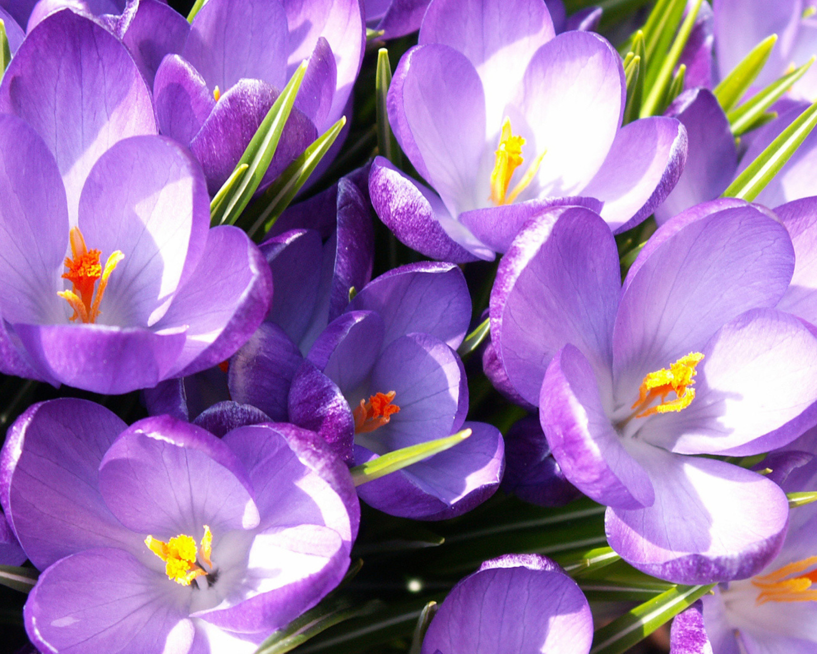 Das Crocuses Wallpaper 1600x1280