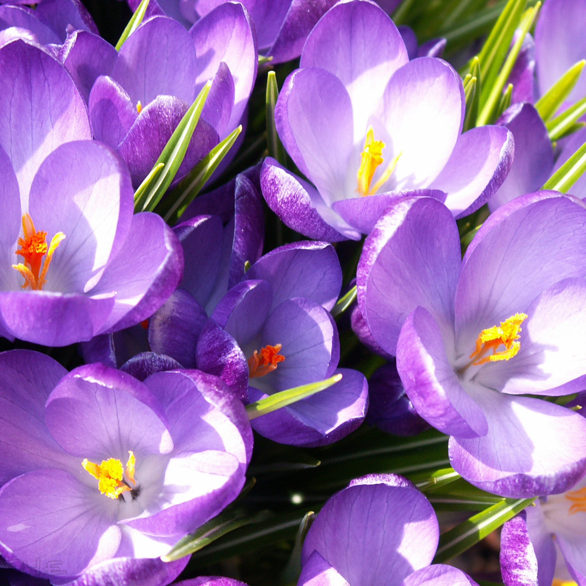 цветы крокусы синие фиолетовые скачать