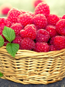 Das Basket with raspberries Wallpaper 132x176