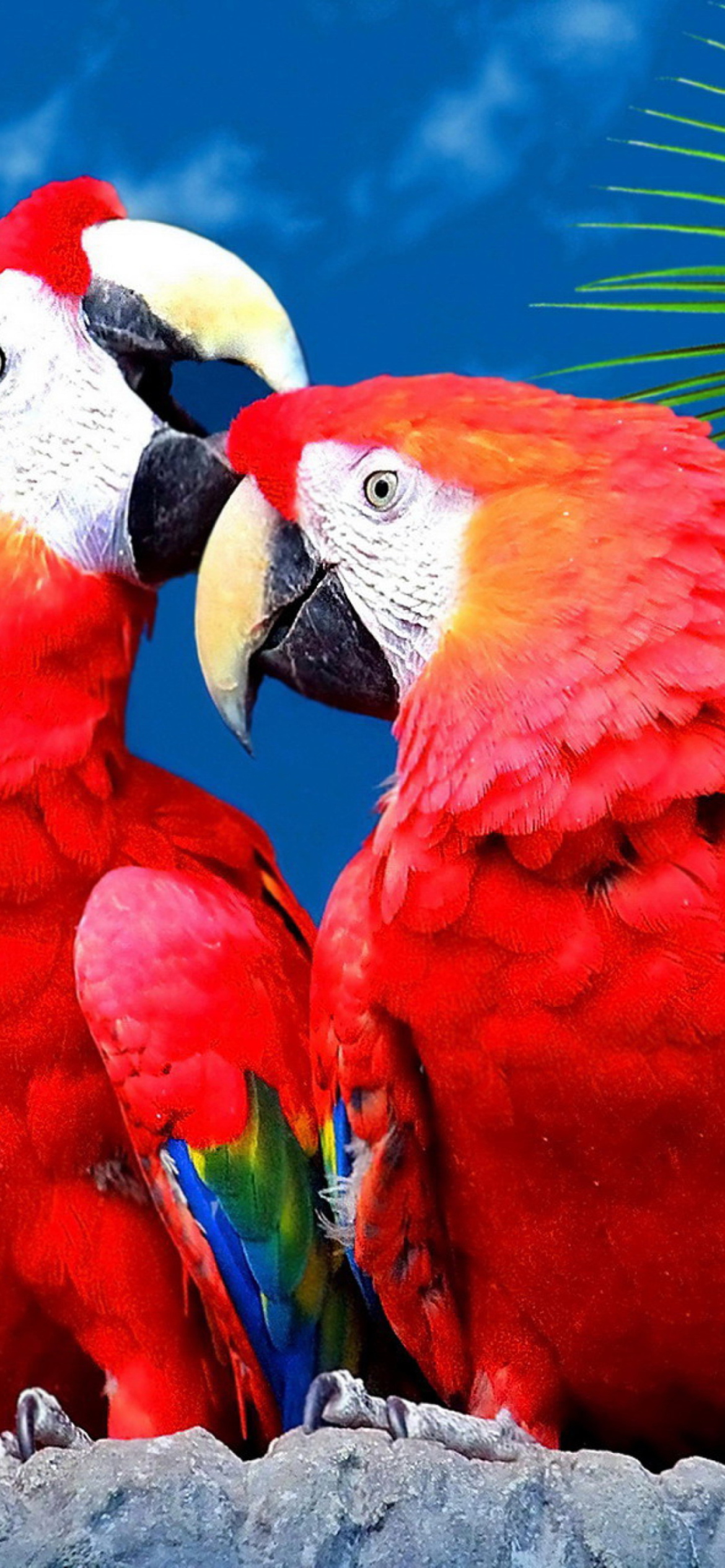Das Love Parrots Wallpaper 1170x2532
