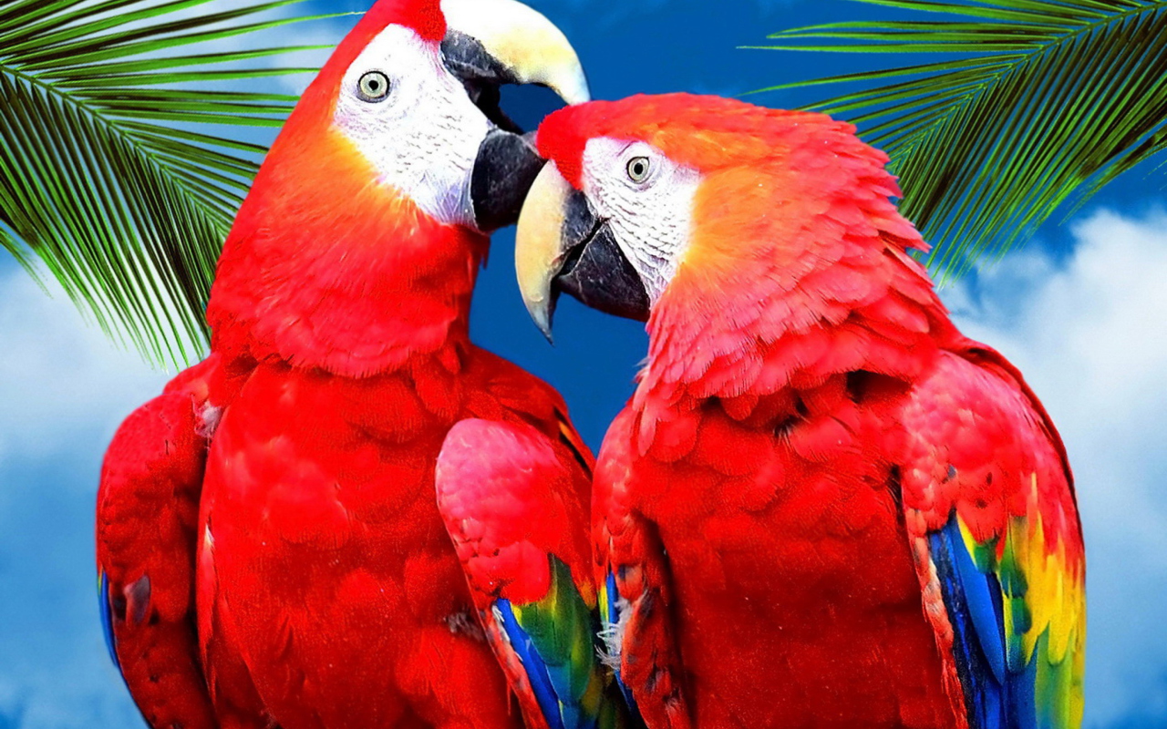 Love Parrots wallpaper 1280x800