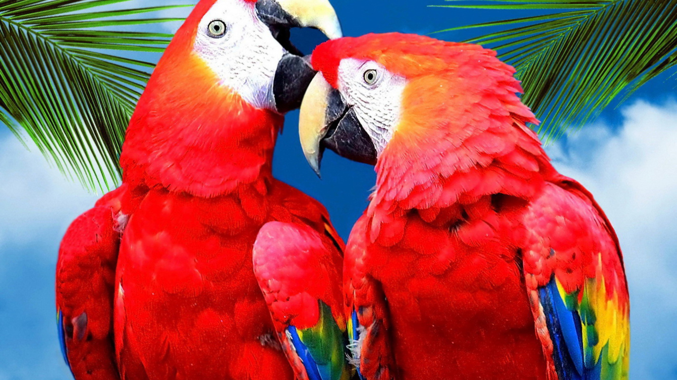 Love Parrots wallpaper 1366x768