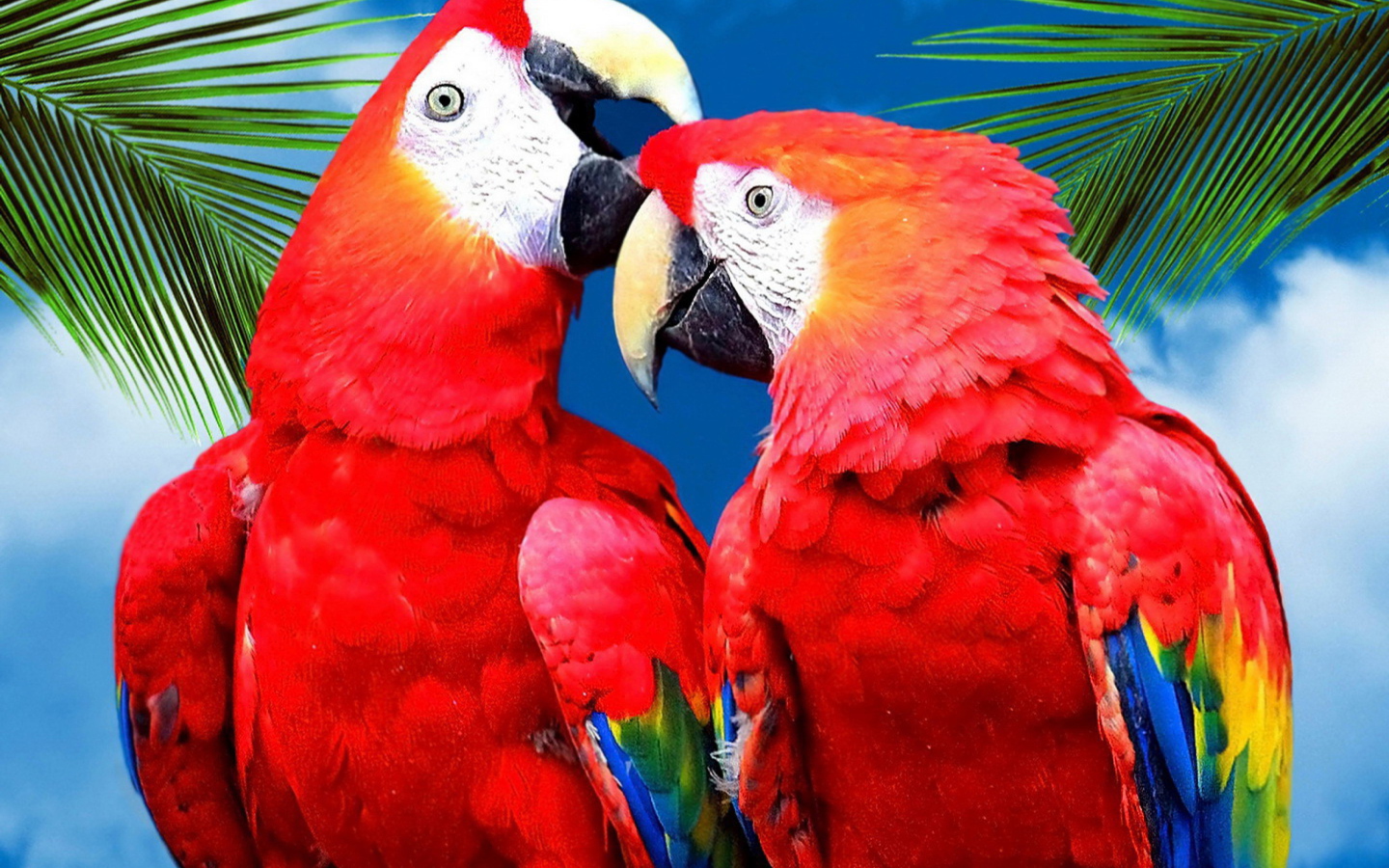 Screenshot №1 pro téma Love Parrots 1440x900