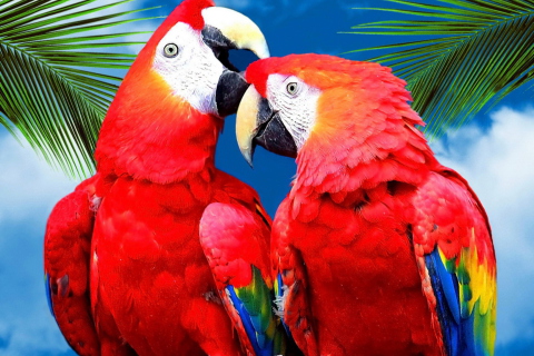 Das Love Parrots Wallpaper 480x320