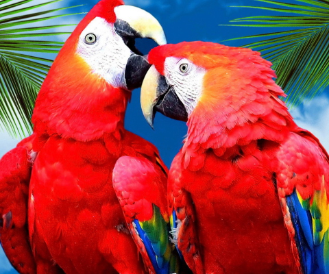 Sfondi Love Parrots 480x400