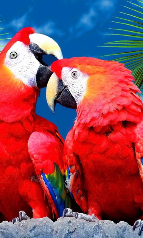Das Love Parrots Wallpaper 480x800