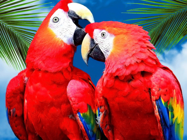Das Love Parrots Wallpaper 640x480