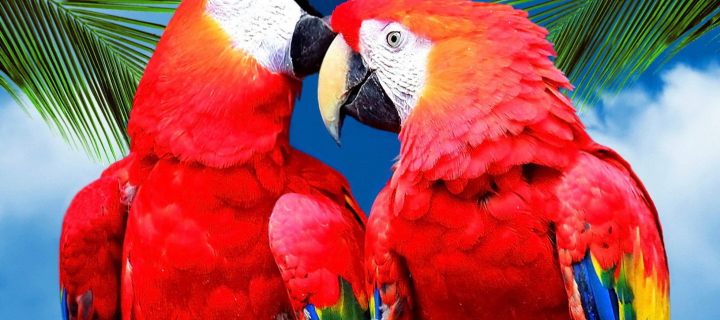 Love Parrots wallpaper 720x320