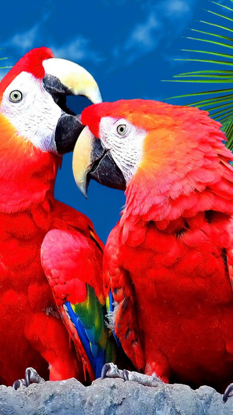 Fondo de pantalla Love Parrots 750x1334