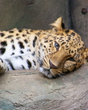Cute Leopard screenshot #1 128x160