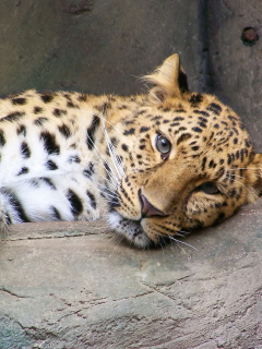 Fondo de pantalla Cute Leopard 240x320