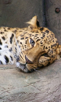 Screenshot №1 pro téma Cute Leopard 240x400