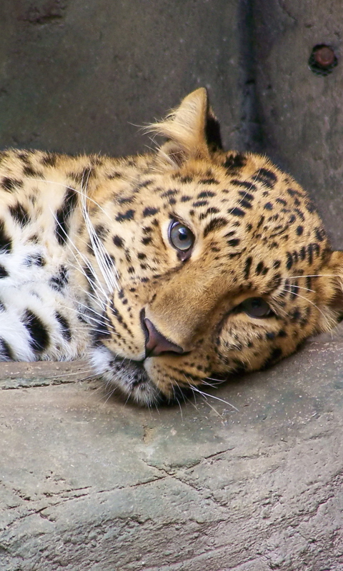 Fondo de pantalla Cute Leopard 480x800