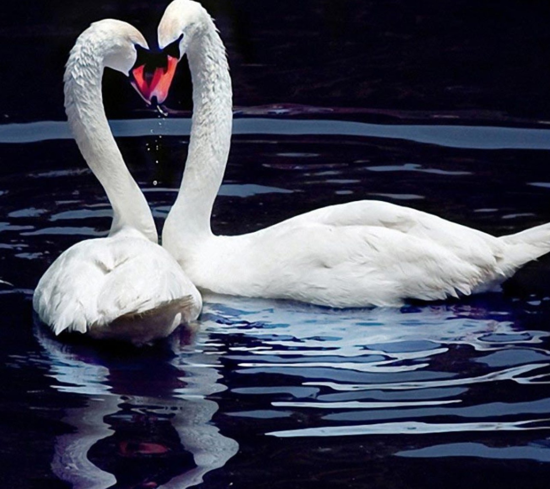 White Swans wallpaper 1080x960