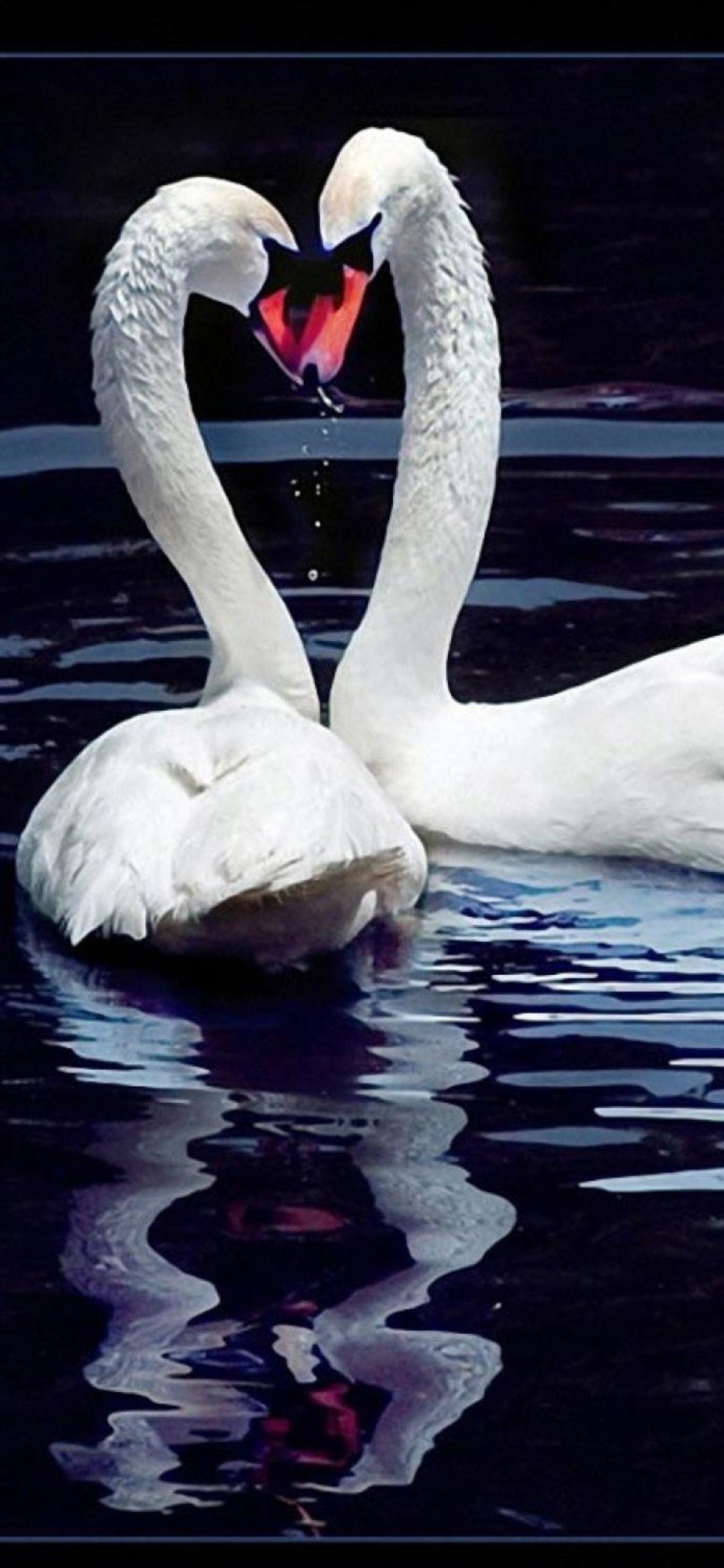 Sfondi White Swans 1170x2532