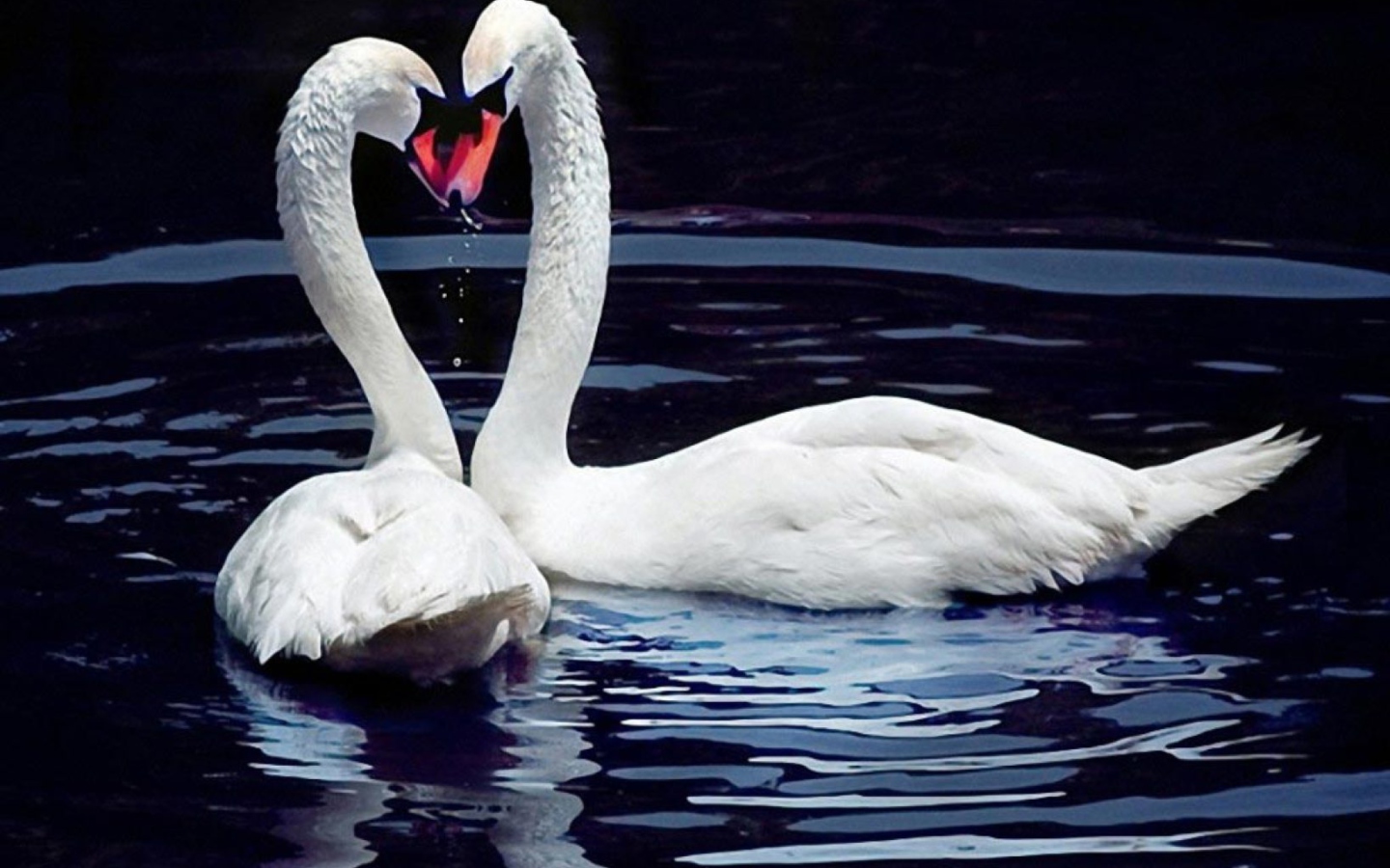Sfondi White Swans 1440x900