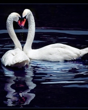 Fondo de pantalla White Swans 176x220