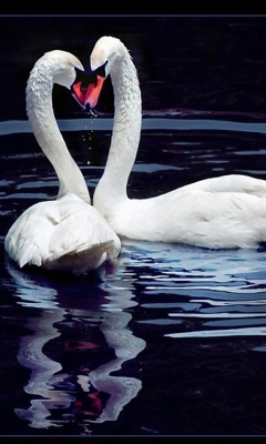 Обои White Swans 240x400