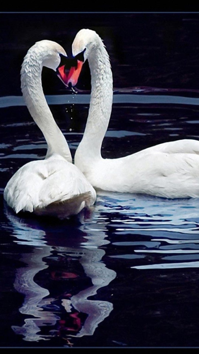 White Swans wallpaper 640x1136