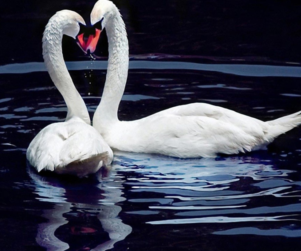 White Swans screenshot #1 960x800