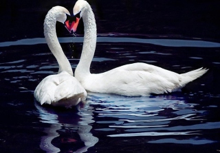 White Swans Picture for Android, iPhone and iPad