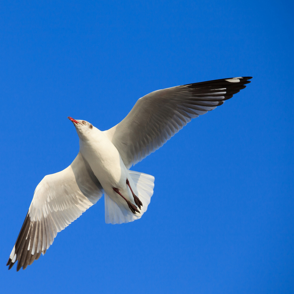 Seagull Flight In Blue Sky wallpaper 1024x1024