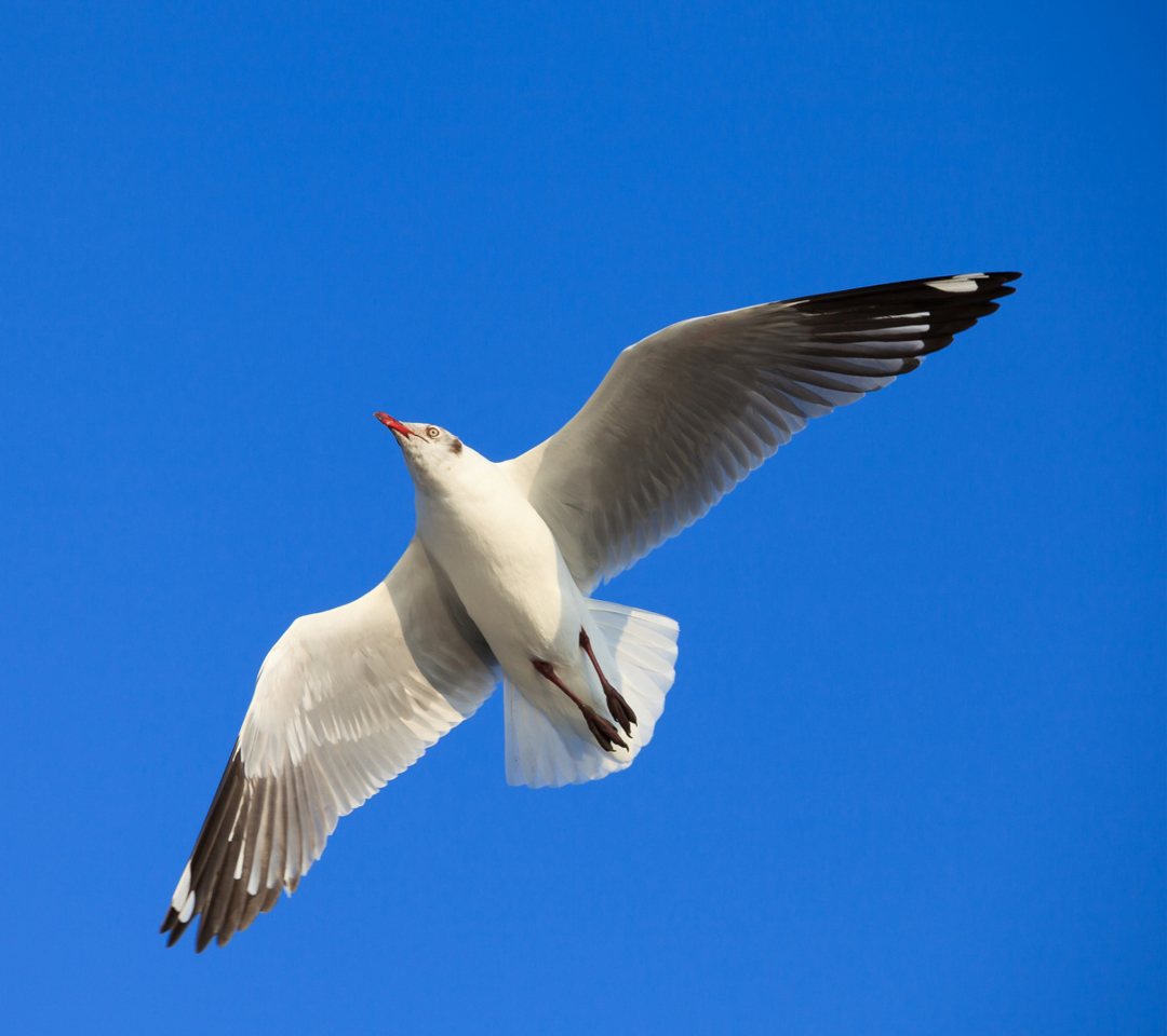 Das Seagull Flight In Blue Sky Wallpaper 1080x960