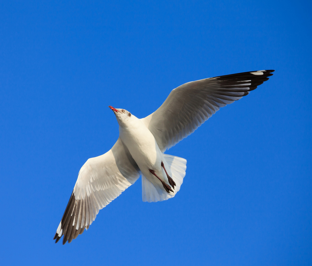 Seagull Flight In Blue Sky wallpaper 1200x1024