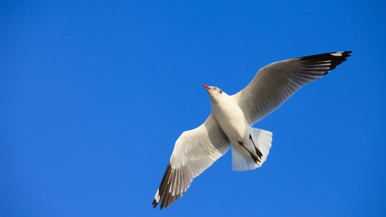 Fondo de pantalla Seagull Flight In Blue Sky 1280x720