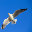 Fondo de pantalla Seagull Flight In Blue Sky 128x128