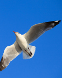 Das Seagull Flight In Blue Sky Wallpaper 128x160