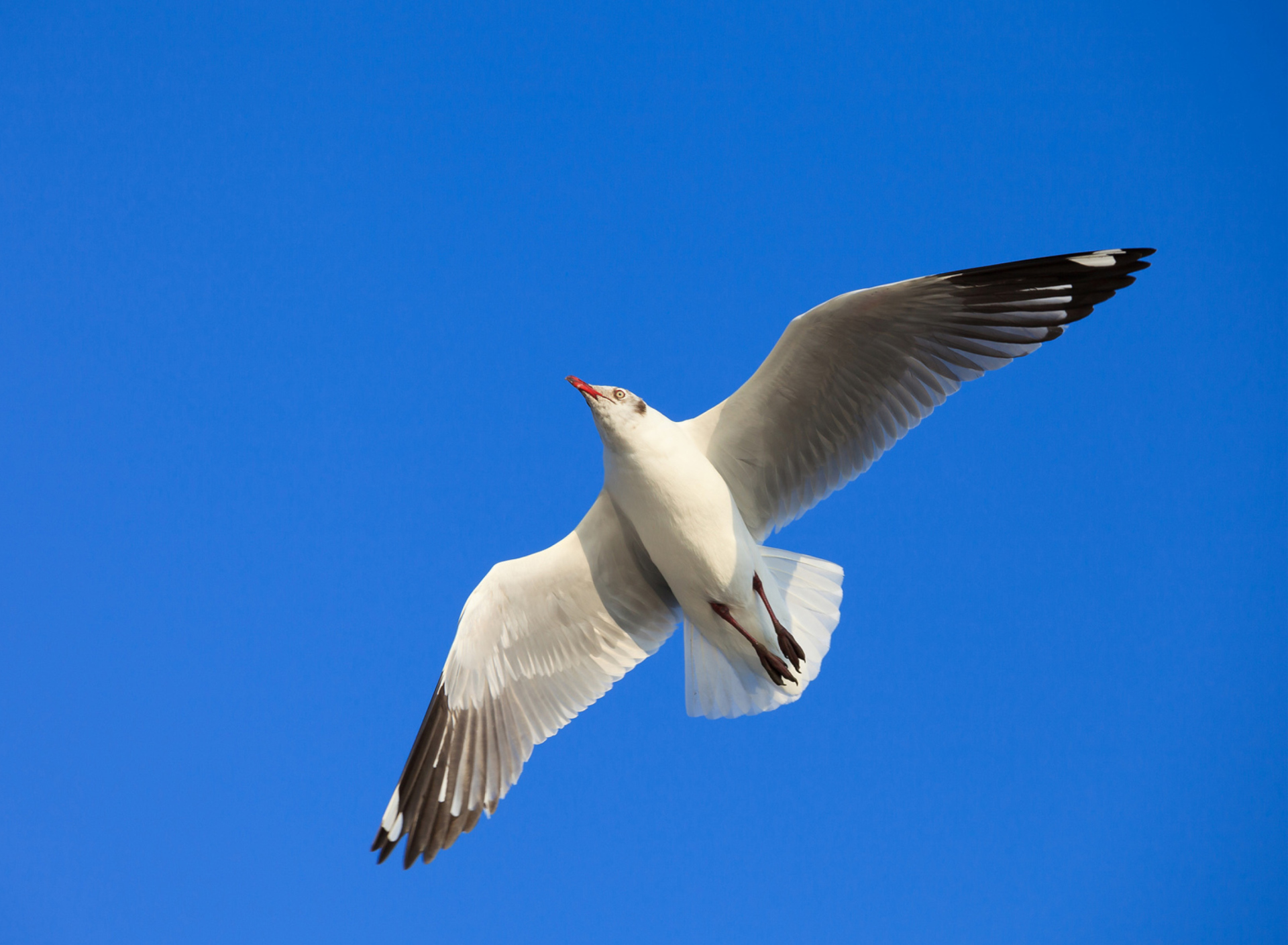 Обои Seagull Flight In Blue Sky 1920x1408