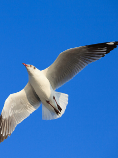 Das Seagull Flight In Blue Sky Wallpaper 240x320