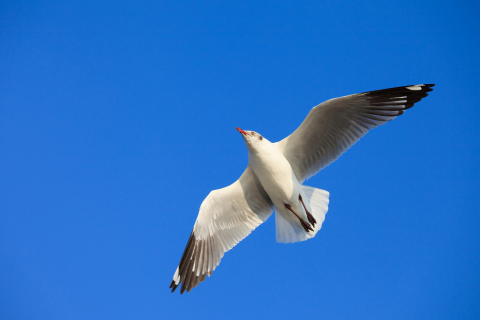 Das Seagull Flight In Blue Sky Wallpaper 480x320