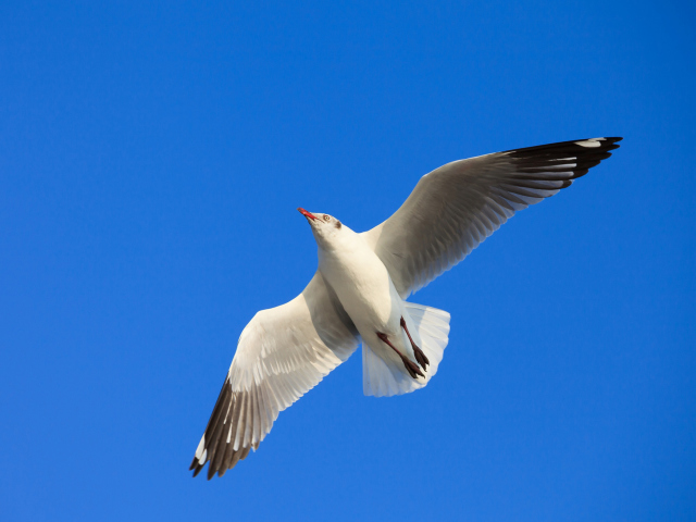 Das Seagull Flight In Blue Sky Wallpaper 640x480