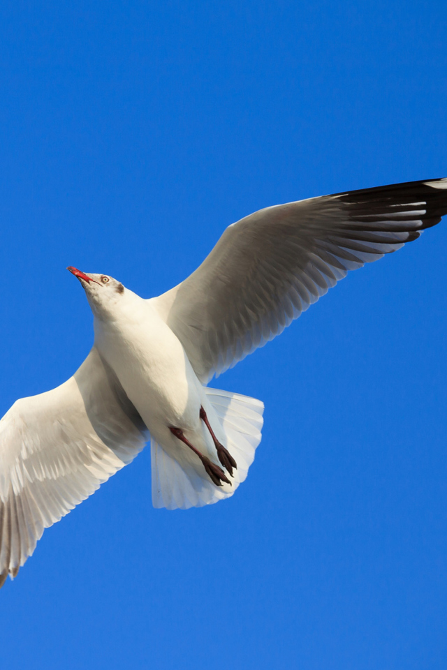 Das Seagull Flight In Blue Sky Wallpaper 640x960