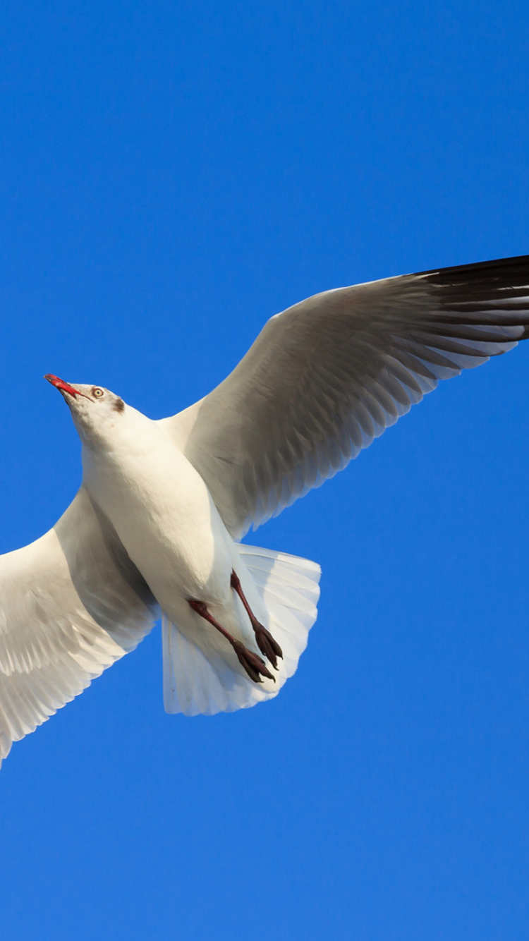 Fondo de pantalla Seagull Flight In Blue Sky 750x1334