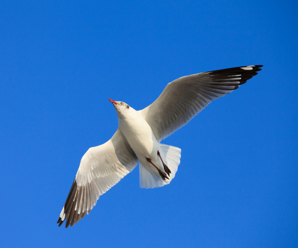 Seagull Flight In Blue Sky wallpaper 960x800