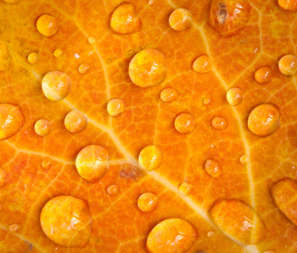 Das Dew Drops On Orange Leaf Wallpaper 1200x1024
