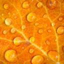 Das Dew Drops On Orange Leaf Wallpaper 128x128