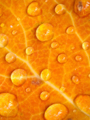 Sfondi Dew Drops On Orange Leaf 132x176