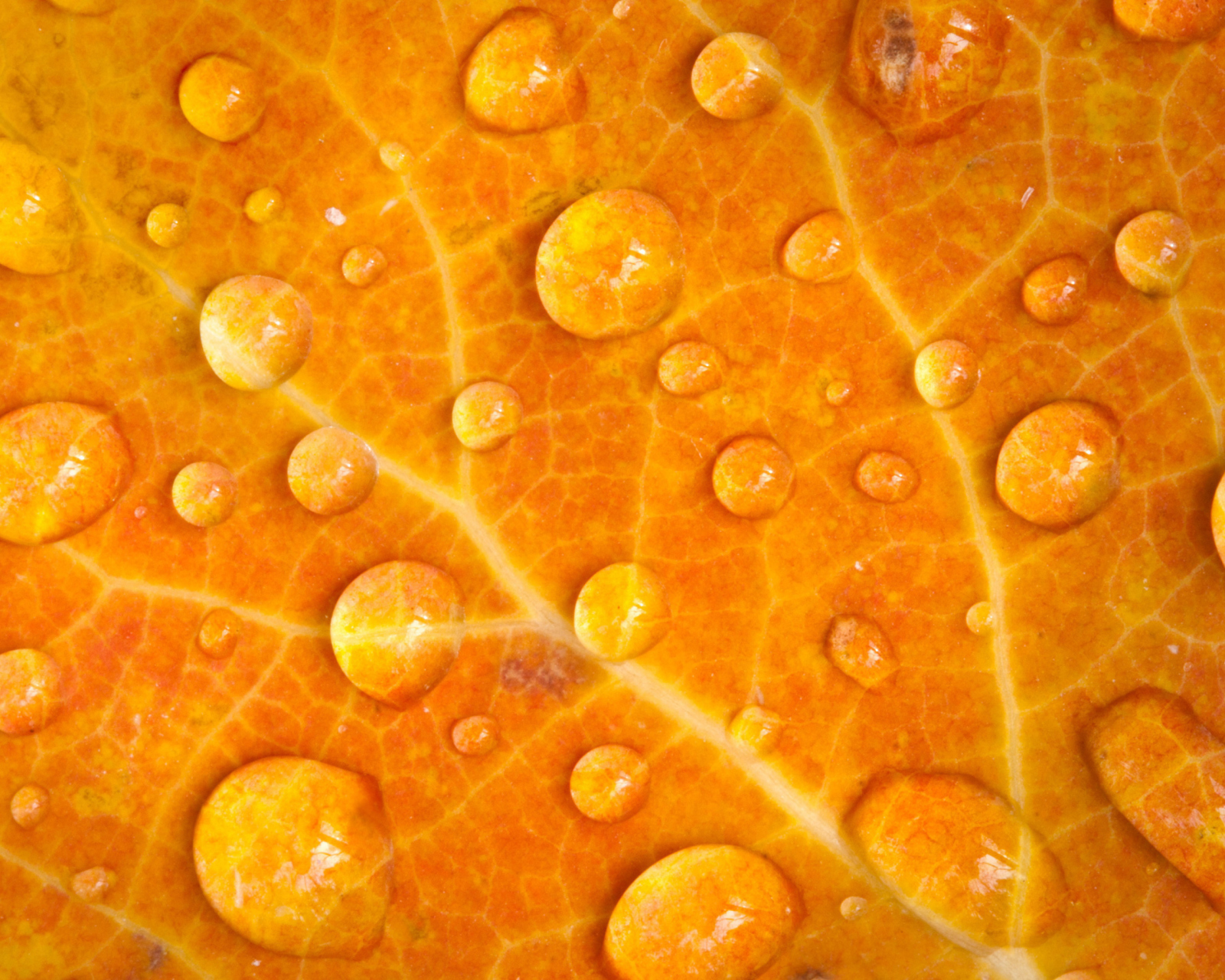 Das Dew Drops On Orange Leaf Wallpaper 1600x1280