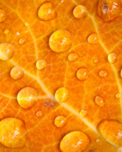 Dew Drops On Orange Leaf wallpaper 176x220