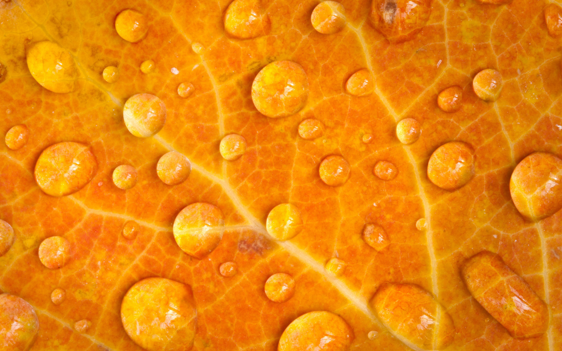 Обои Dew Drops On Orange Leaf 1920x1200