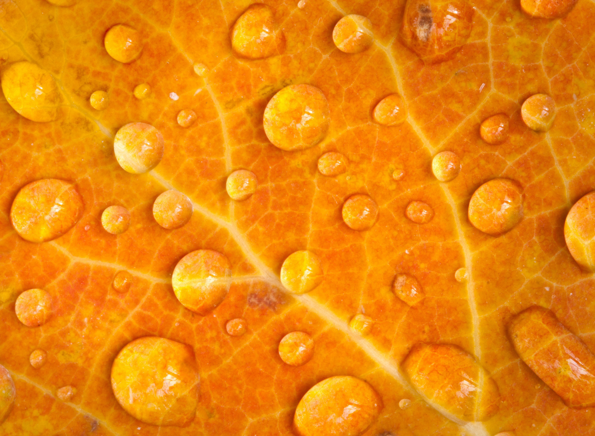 Fondo de pantalla Dew Drops On Orange Leaf 1920x1408