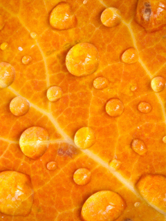 Das Dew Drops On Orange Leaf Wallpaper 240x320
