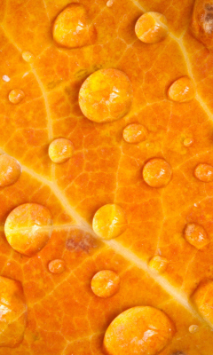 Das Dew Drops On Orange Leaf Wallpaper 240x400